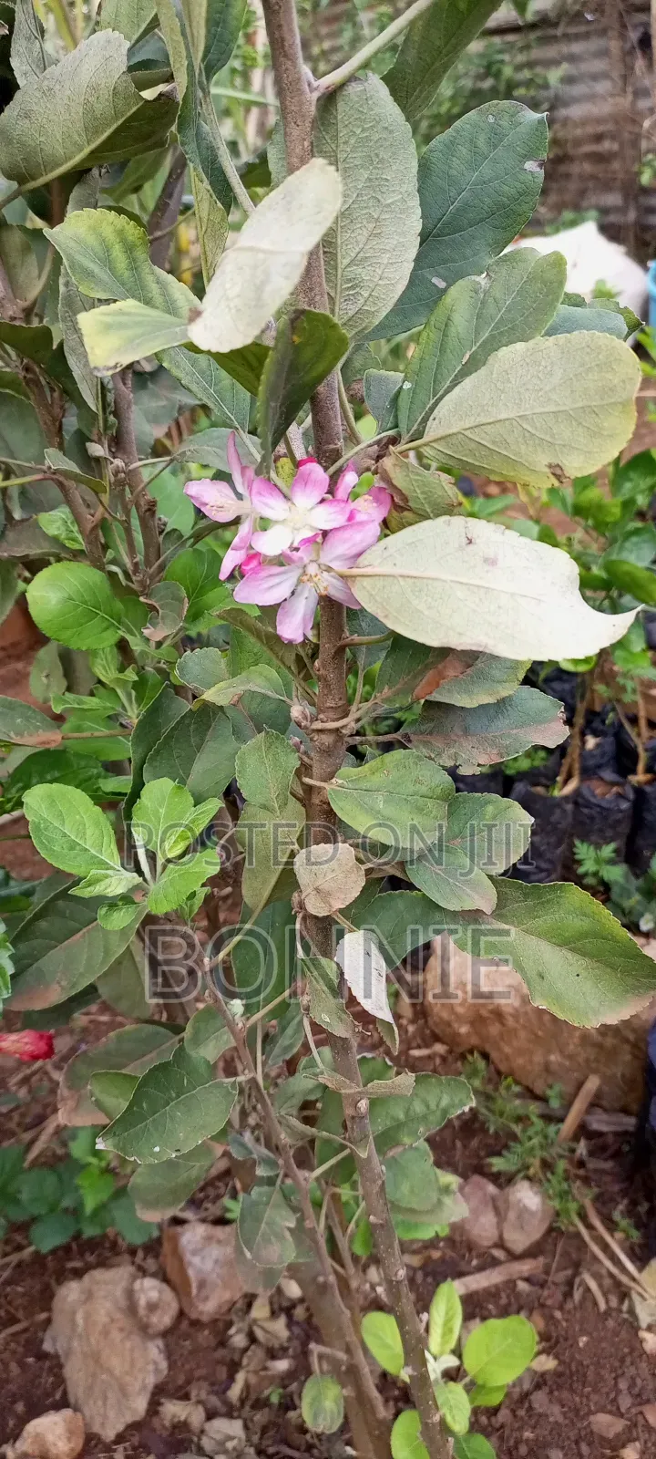 Grafted Anna Apple Seedlings