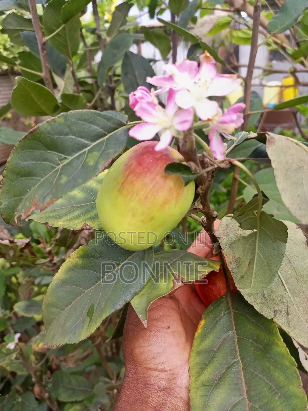 Grafted Anna Apple Seedlings