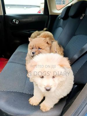 1-3 months Male Purebred Chow Chow - thumbnail 2