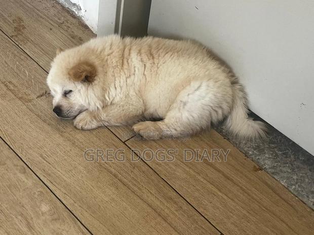 1-3 months Male Purebred Chow Chow - thumbnail 3