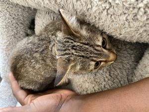 1-3 months Female Mixed Breed American Shorthair