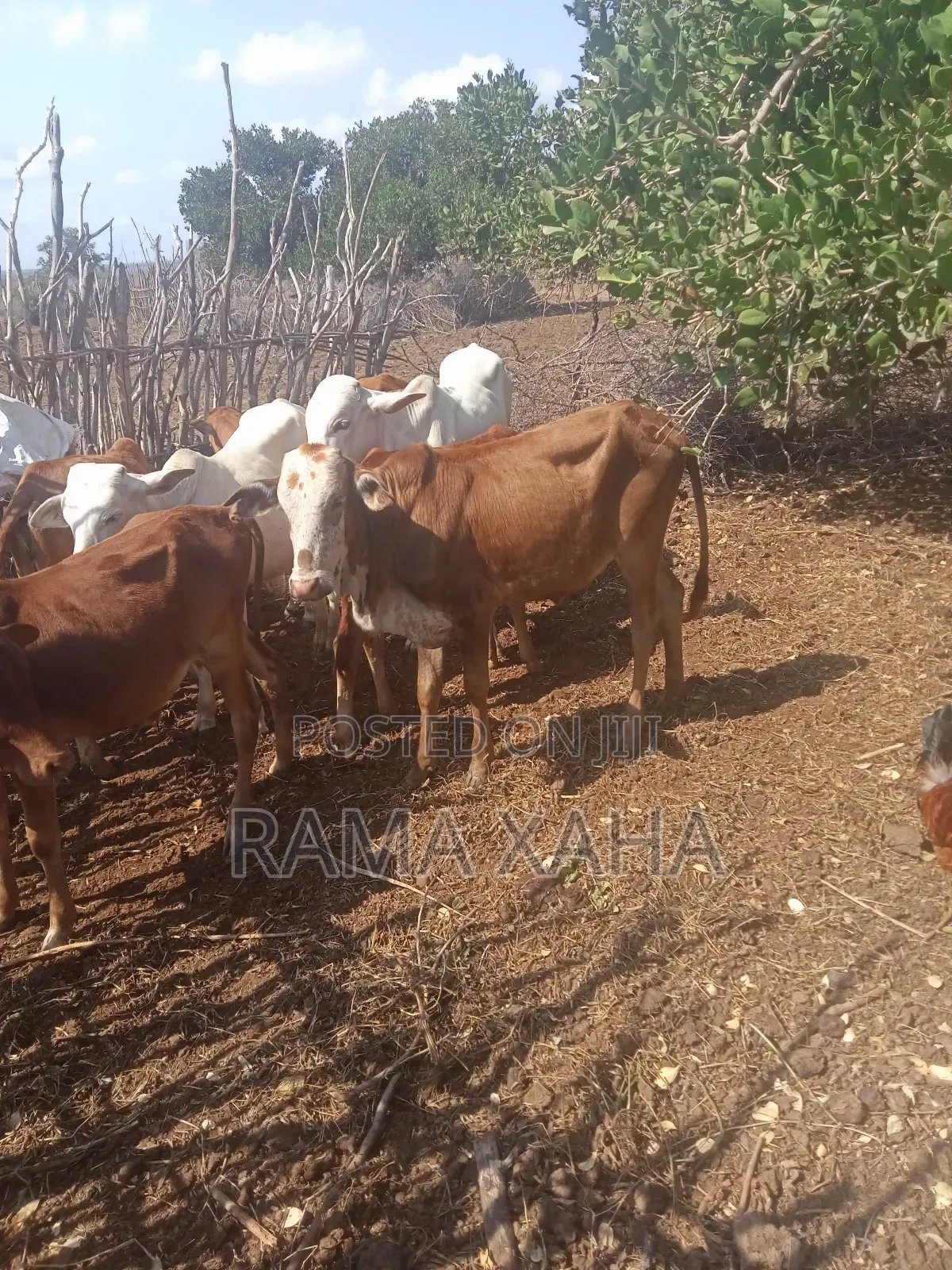 Livestock for Sale in Chakama