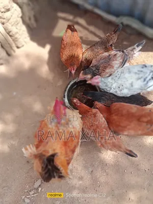 Livestock for Sale in Chakama