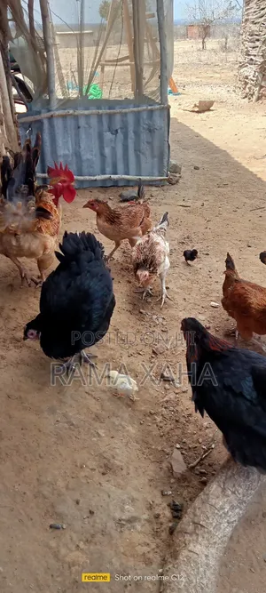 Livestock for Sale in Chakama