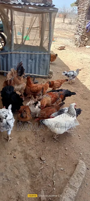 Livestock for Sale in Chakama