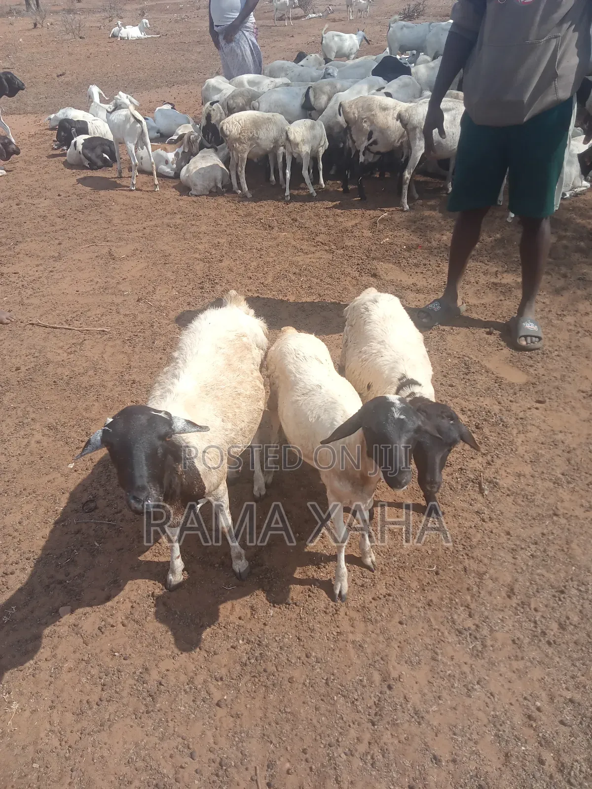 Livestock for Sale in Chakama