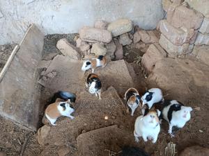 Guinea Pigs for Sale! Looking for a Cute and Friendly Pet?