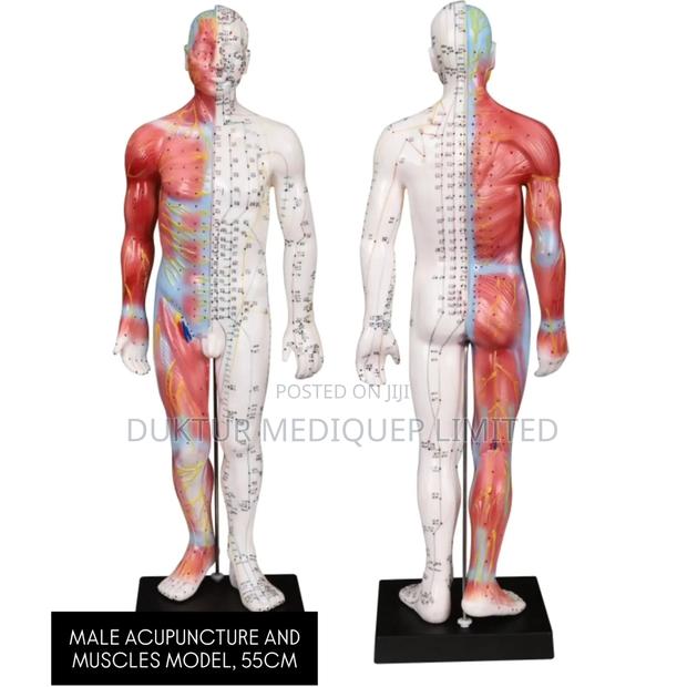 Male Acupuncture And Muscles Model 55cm - main view