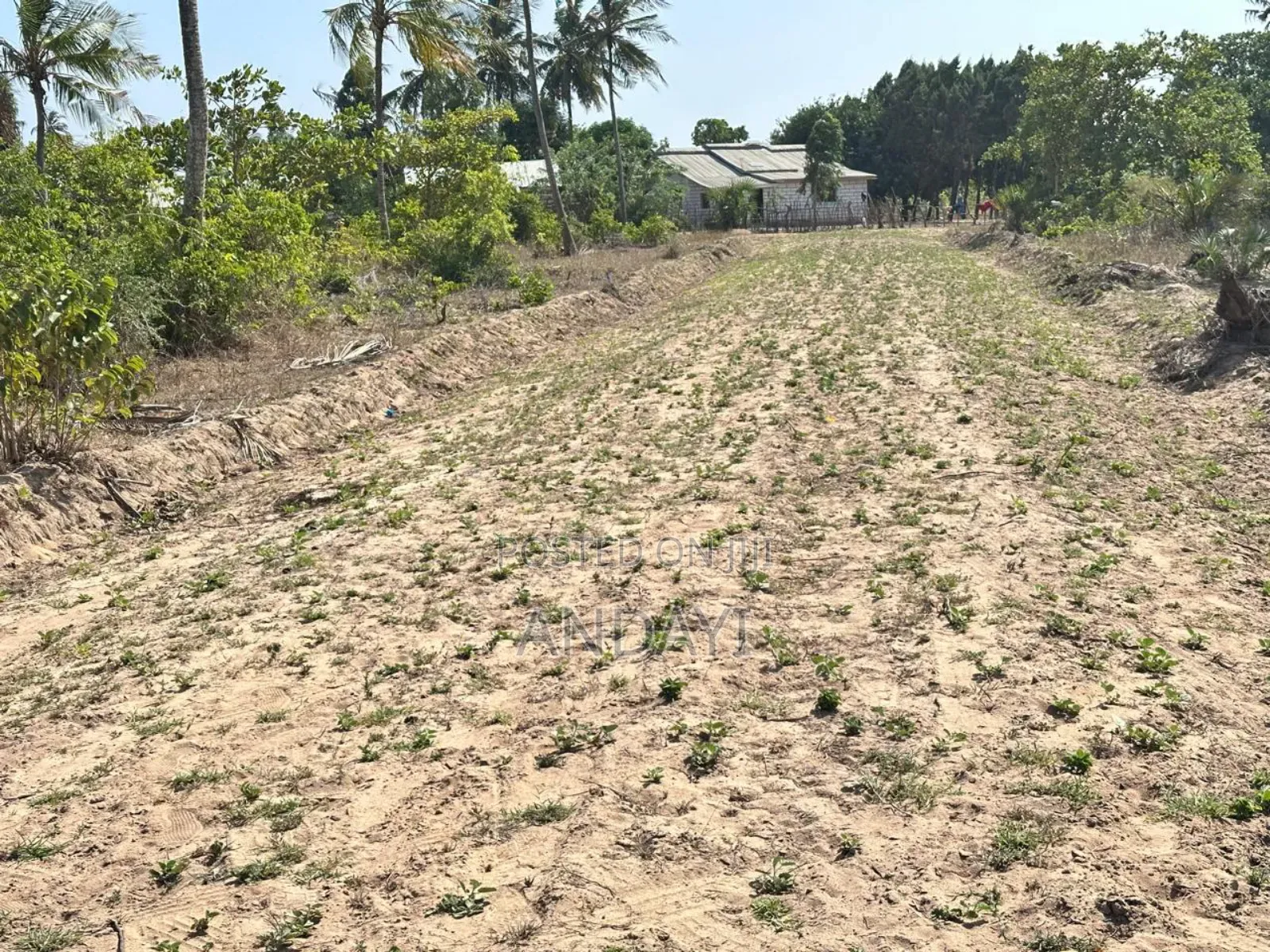 Dongo Kundu Prime Plots for Sale