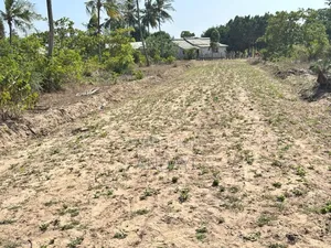 Dongo Kundu Prime Plots for Sale