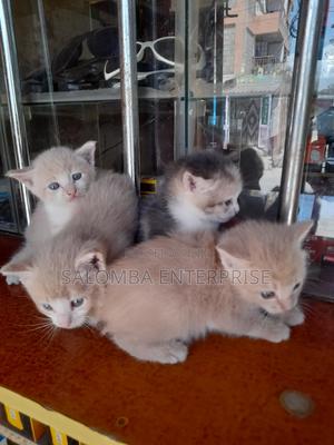 1-3 months Male Purebred Somali - main view