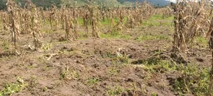Isinya 72 Acres Ideal for Farming. It's Currently Under Irrigation