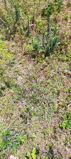 Isinya 72 Acres Ideal for Farming. It's Currently Under Irrigation