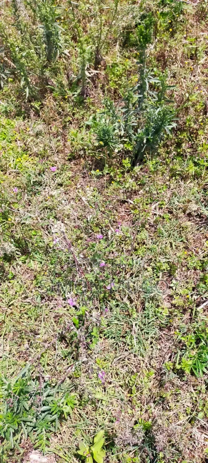 Isinya 72 Acres Ideal for Farming. It's Currently Under Irrigation