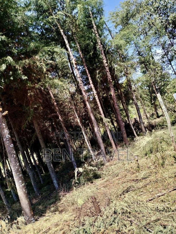 Cypress Poles - thumbnail 3