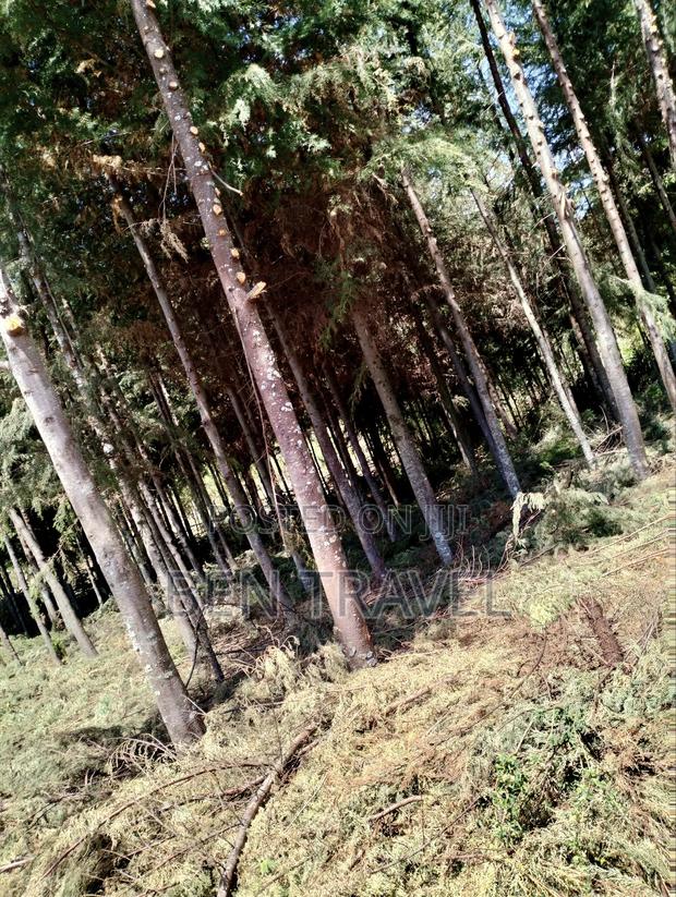 Cypress Poles - thumbnail 4