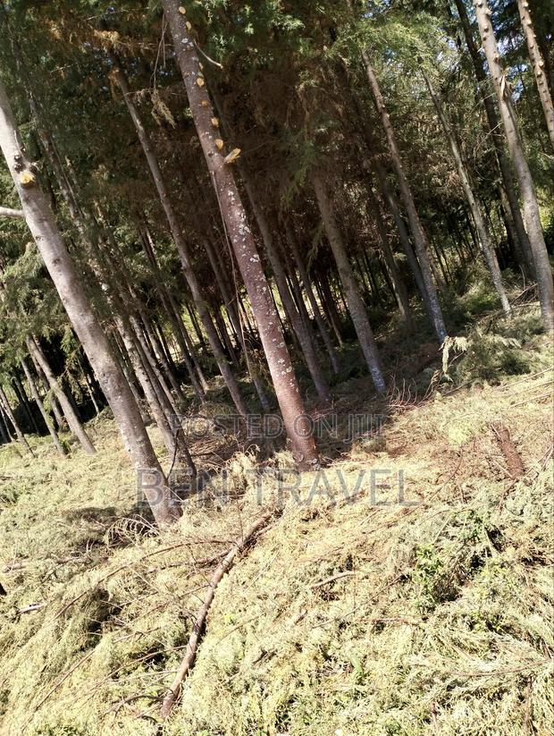 Cypress Poles - thumbnail 5