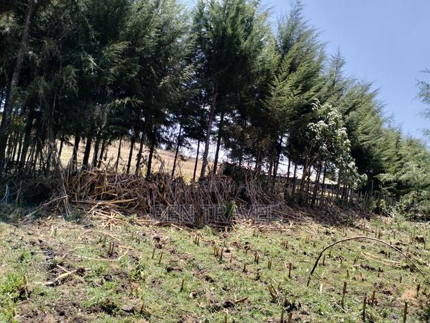 Cypress Poles - thumbnail 6