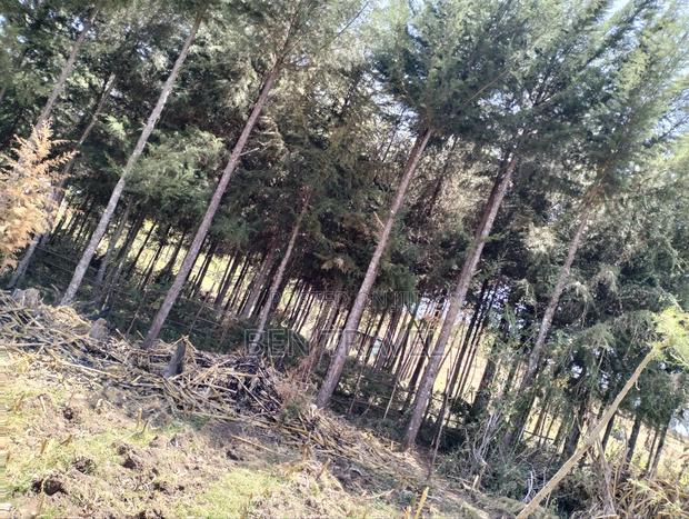 Cypress Poles - thumbnail 7