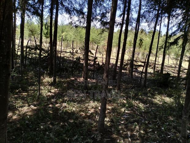 Cypress Poles - thumbnail 8