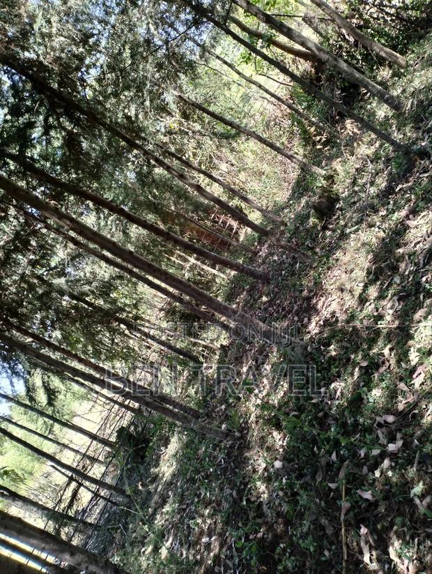 Cypress Poles - thumbnail 9