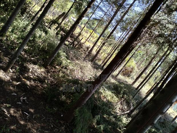 Cypress Poles - thumbnail 10