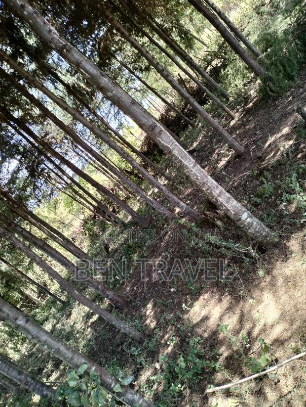 Cypress Poles - thumbnail 11