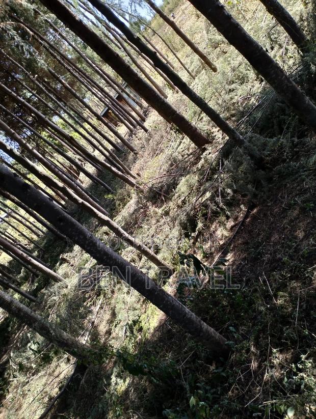 Cypress Poles - thumbnail 12