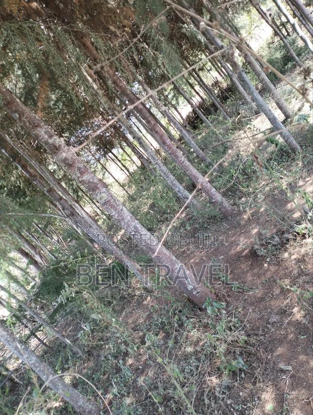 Cypress Poles - thumbnail 13