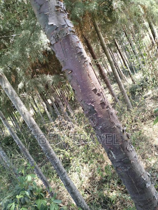 Cypress Poles - thumbnail 14