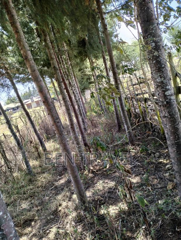 Cypress Poles - thumbnail 15