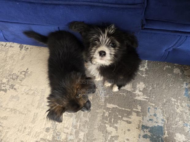 3-6 months Male Mixed Breed Maltese - main view