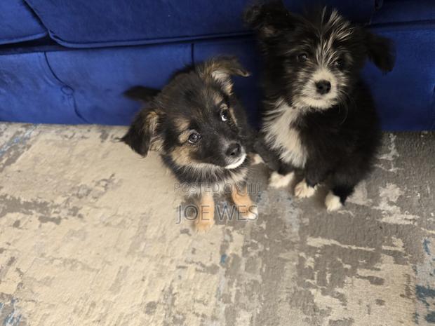 3-6 months Male Mixed Breed Maltese - thumbnail 2