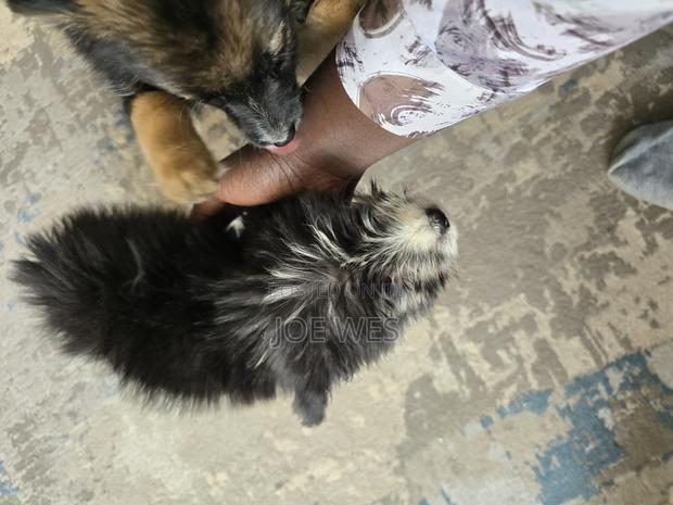 3-6 months Male Mixed Breed Maltese - thumbnail 3