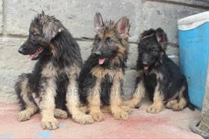 1-3 months Female Purebred German Shepherd - thumbnail 2