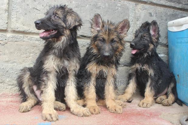 1-3 months Female Purebred German Shepherd - thumbnail 3