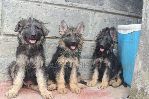 1-3 months Female Purebred German Shepherd - thumbnail 4