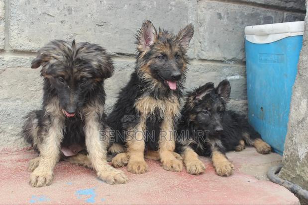 1-3 months Female Purebred German Shepherd - thumbnail 5