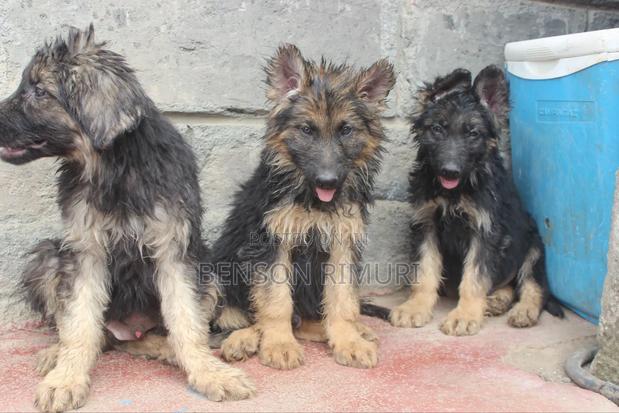1-3 months Female Purebred German Shepherd - thumbnail 6