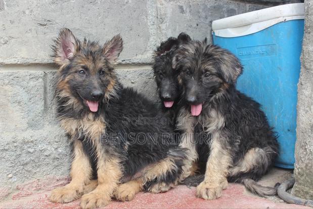 1-3 months Female Purebred German Shepherd - thumbnail 7