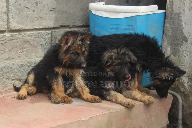 1-3 months Female Purebred German Shepherd - thumbnail 8
