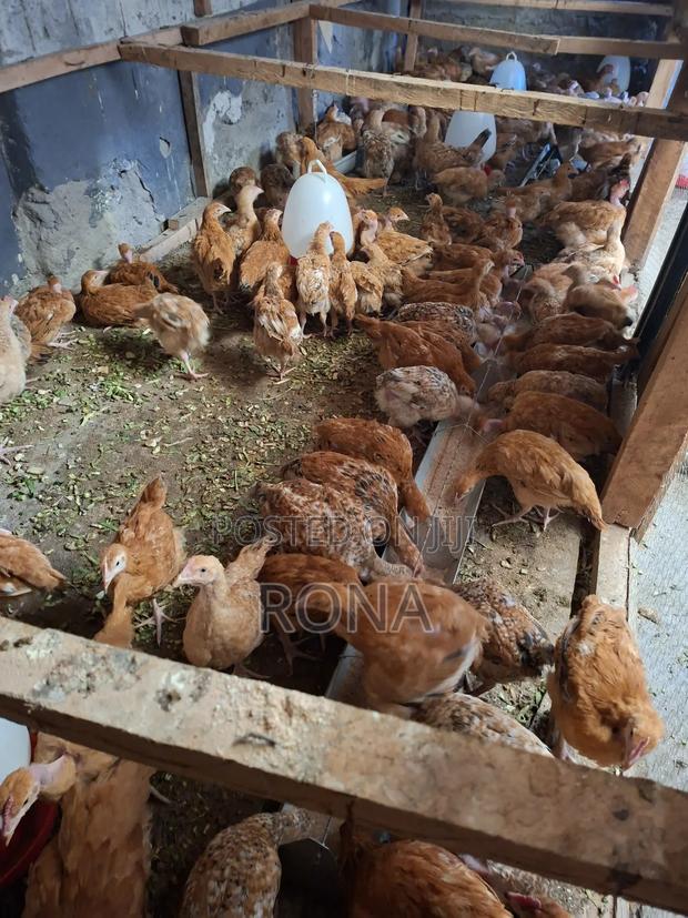 Improved Kienyeji Chicken - main view