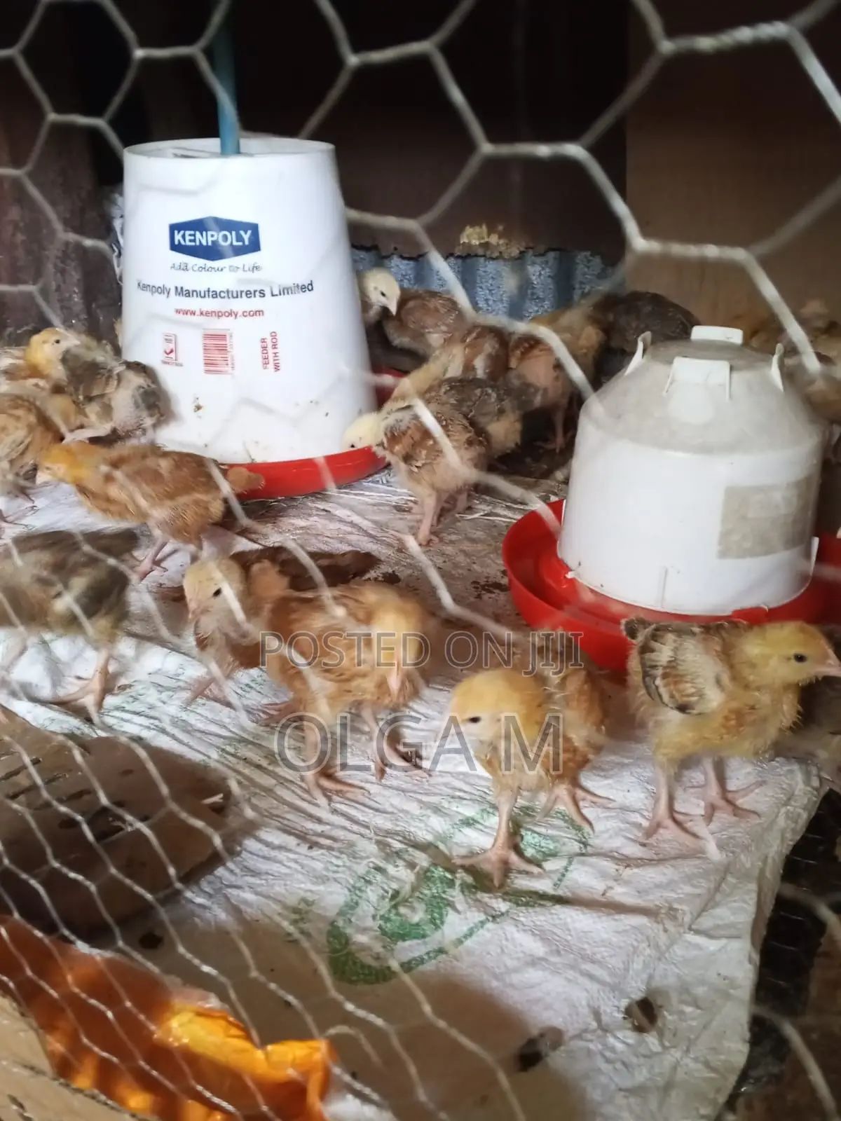 Kenbro Chicks