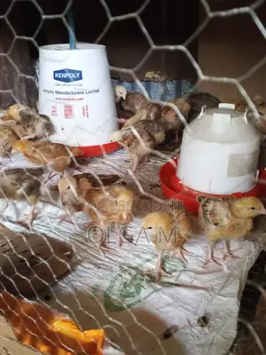 Kenbro Chicks
