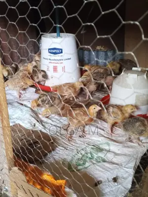 Kenbro Chicks