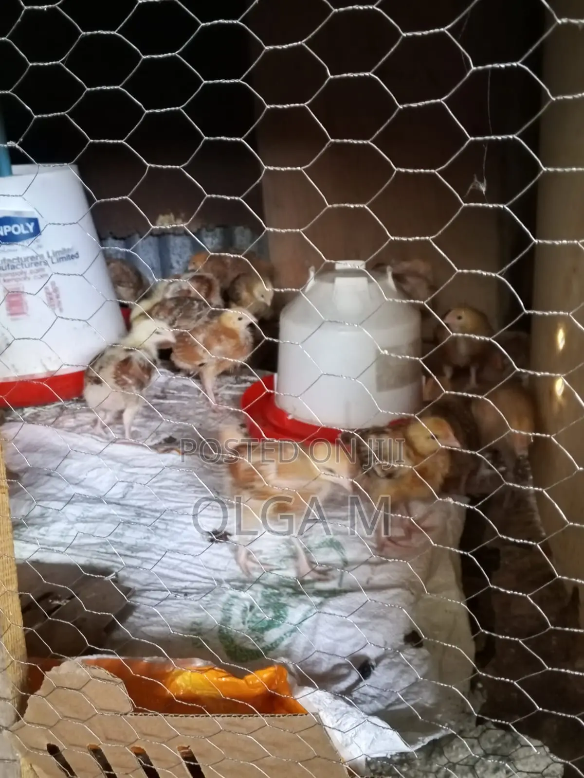 Kenbro Chicks