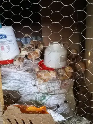 Kenbro Chicks