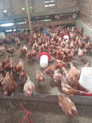 Layers Chicken for Sale - thumbnail 2