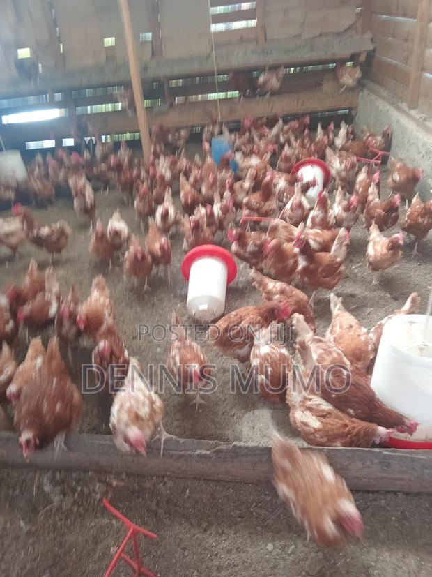 Layers Chicken for Sale - main view