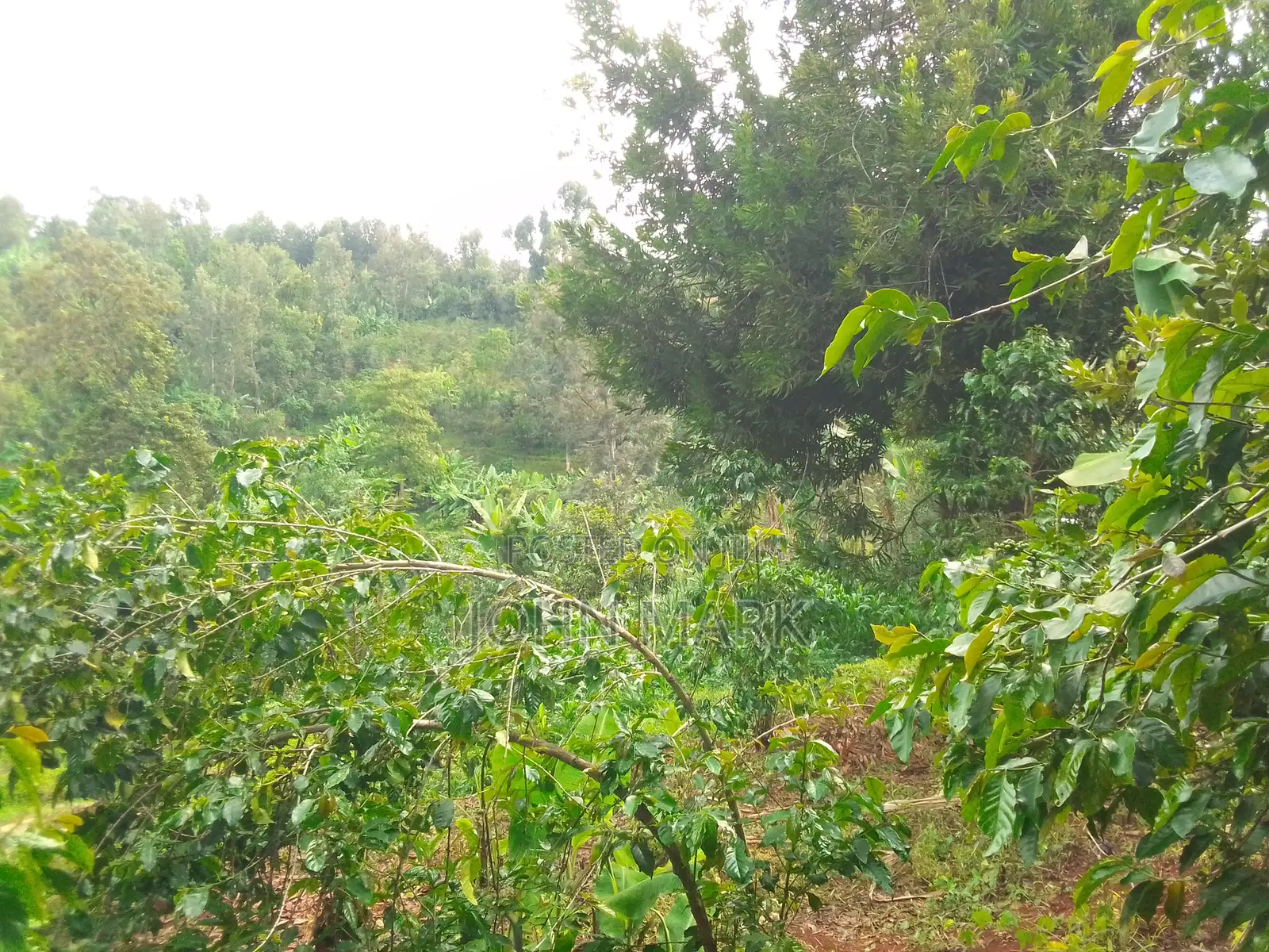 1/4 (One-Quarter) of an Acre.